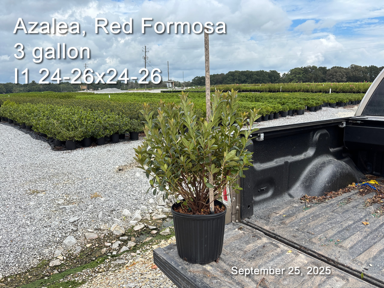 gallery/rf3 i1 sept25.jpg